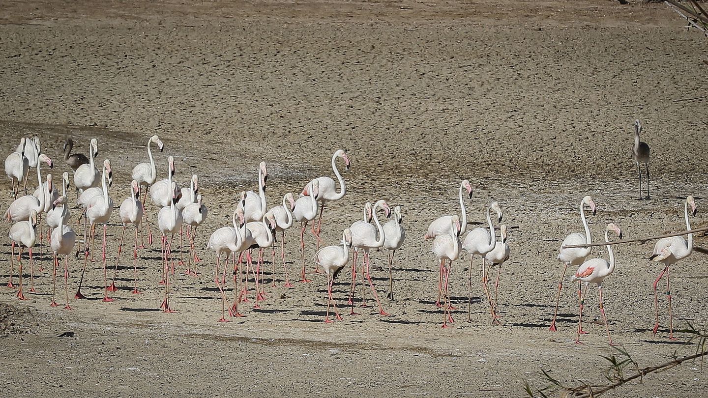 Unos flamencos recorren una laguna completamente seca. (EFE/José Manuel Vidal)