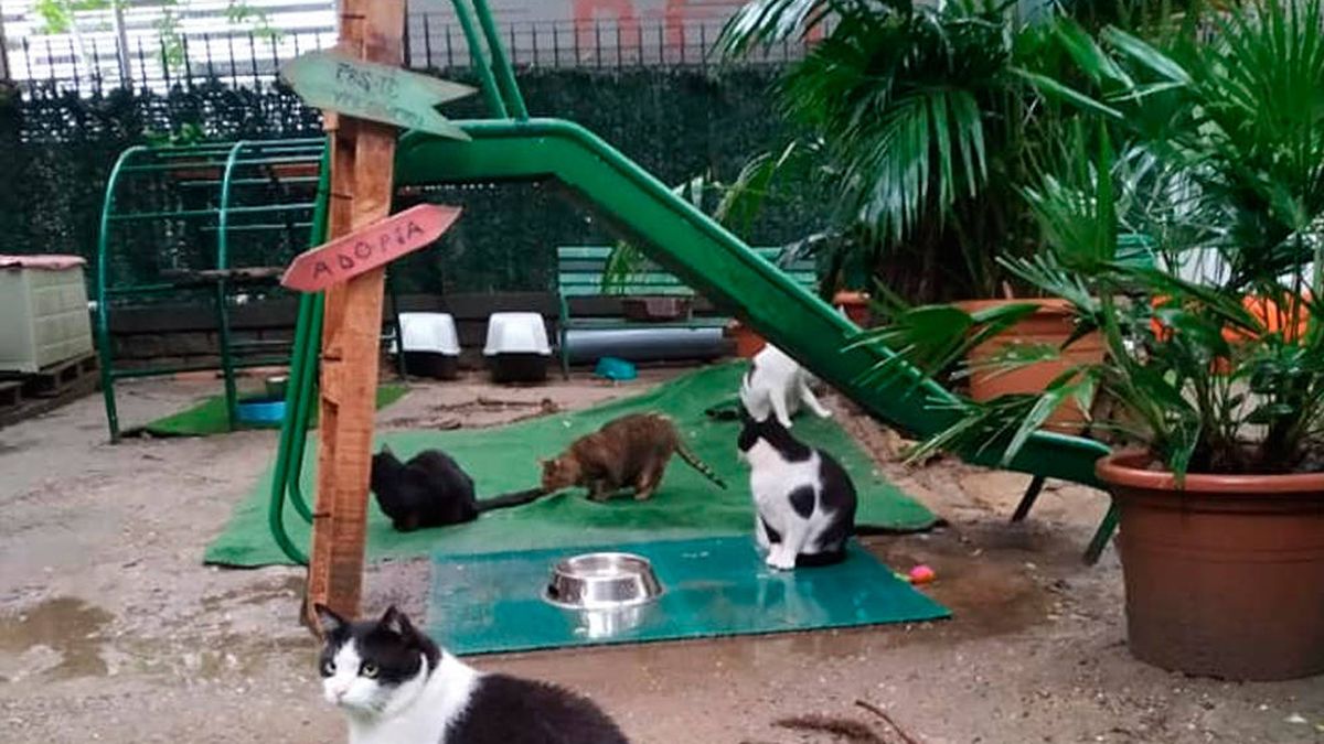 Un refugio de Barcelona acoge a los gatos de los fallecidos por coronavirus (y necesita ayuda)