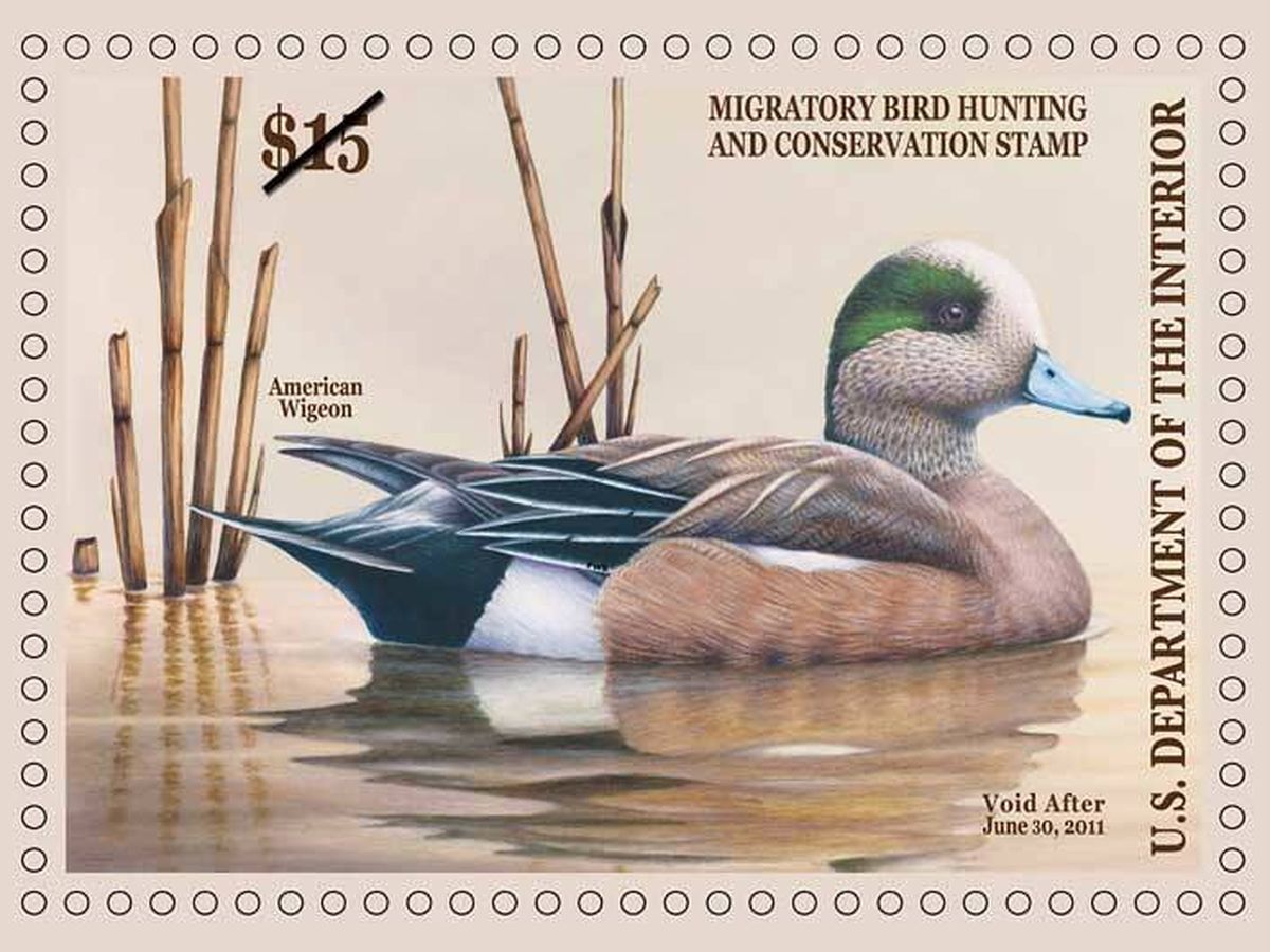 Foto: El 'Federal Duck Stamp' de 2011.  Imagen: U.S. Fish & Wildlife Service