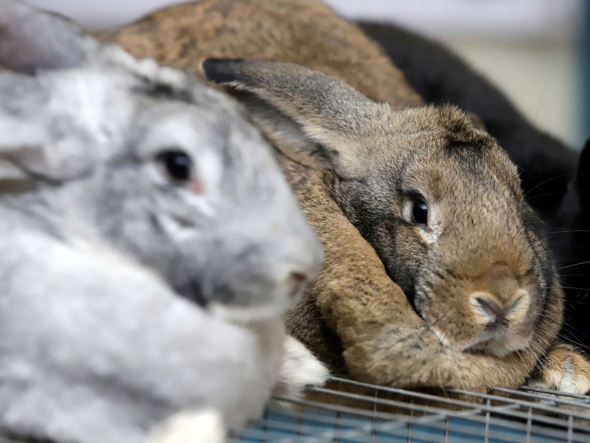 Foto: El conejo es un animal que necesita muchos cuidados (EFE/Hilda Ríos)