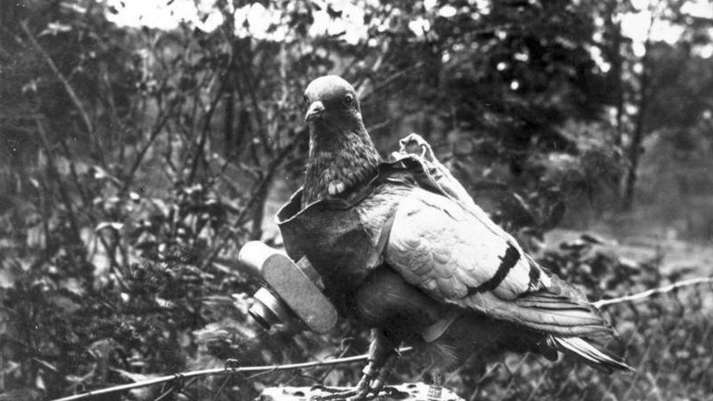 Las palomas mensajeras fueron ampliamente utilizadas durante la IGM. (EFE)