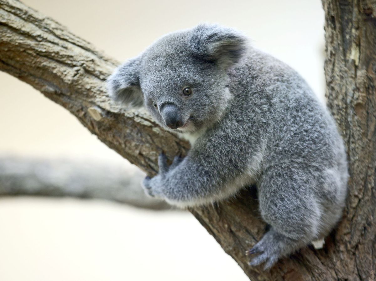 Foto: Un ejemplar de Koala en el Zoo de Viena. Foto: Reuters