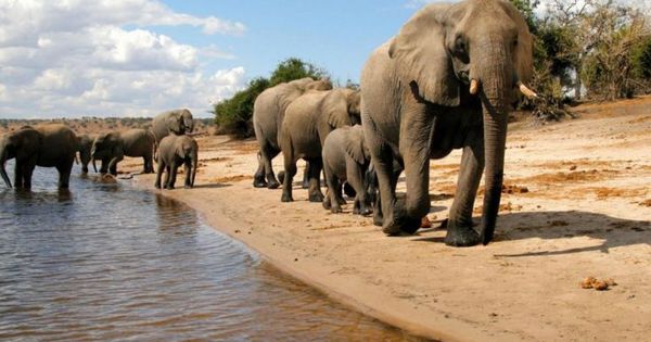 Foto: Elefantes en el Parque Nacional de Chobe (Foto: Turismo de Botsuana)