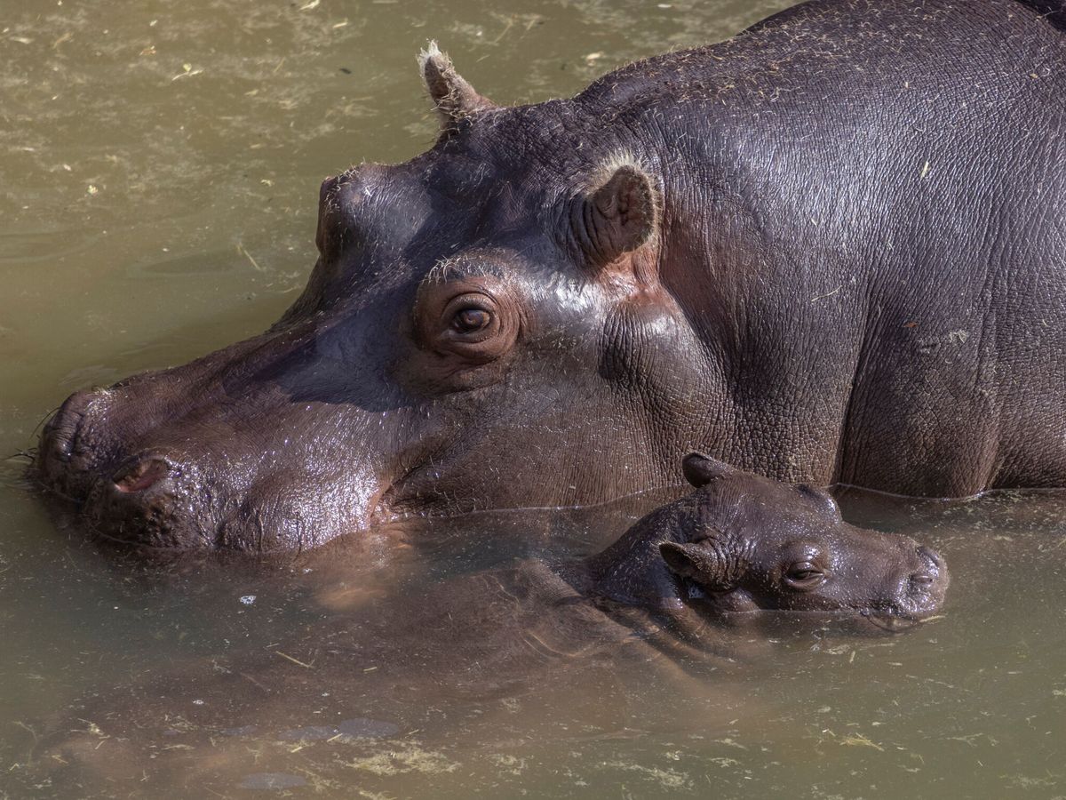 Foto: Una madre hipopótamo y su hijo. (Reuters)