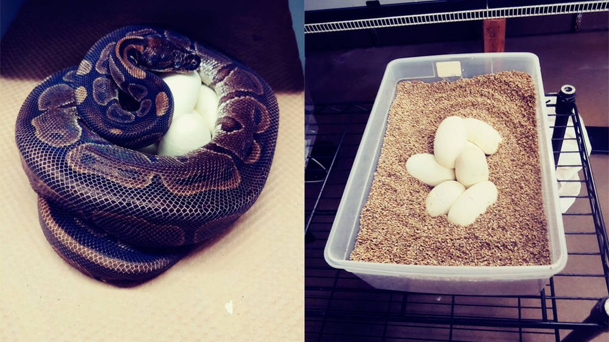 Una serpiente pitón pone 7 huevos a pesar de llevar 15 años sin acercarse a un macho