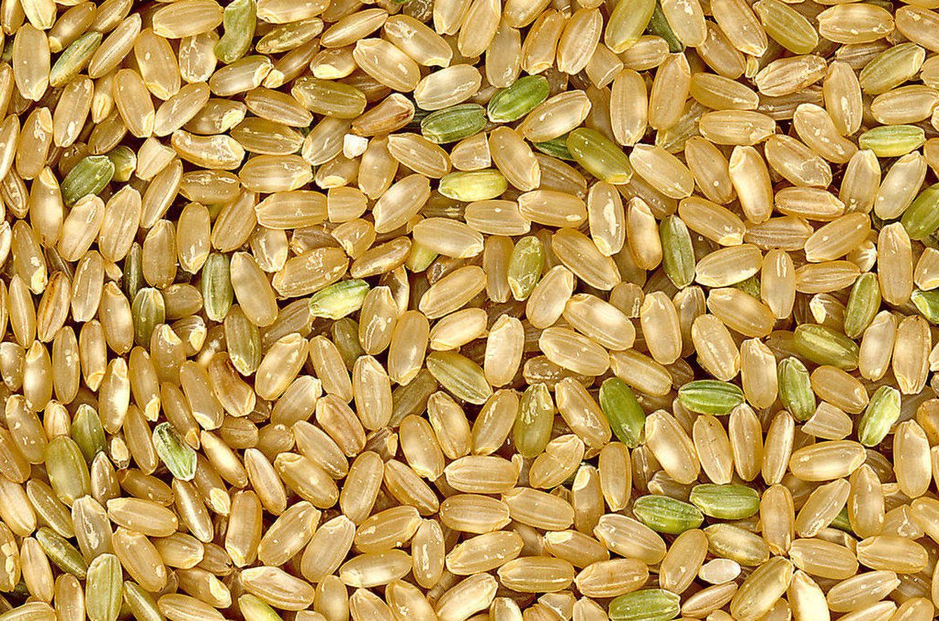  La cascarilla de arroz tiene sílice, un material refractario. (Imagen: Wikipedia)