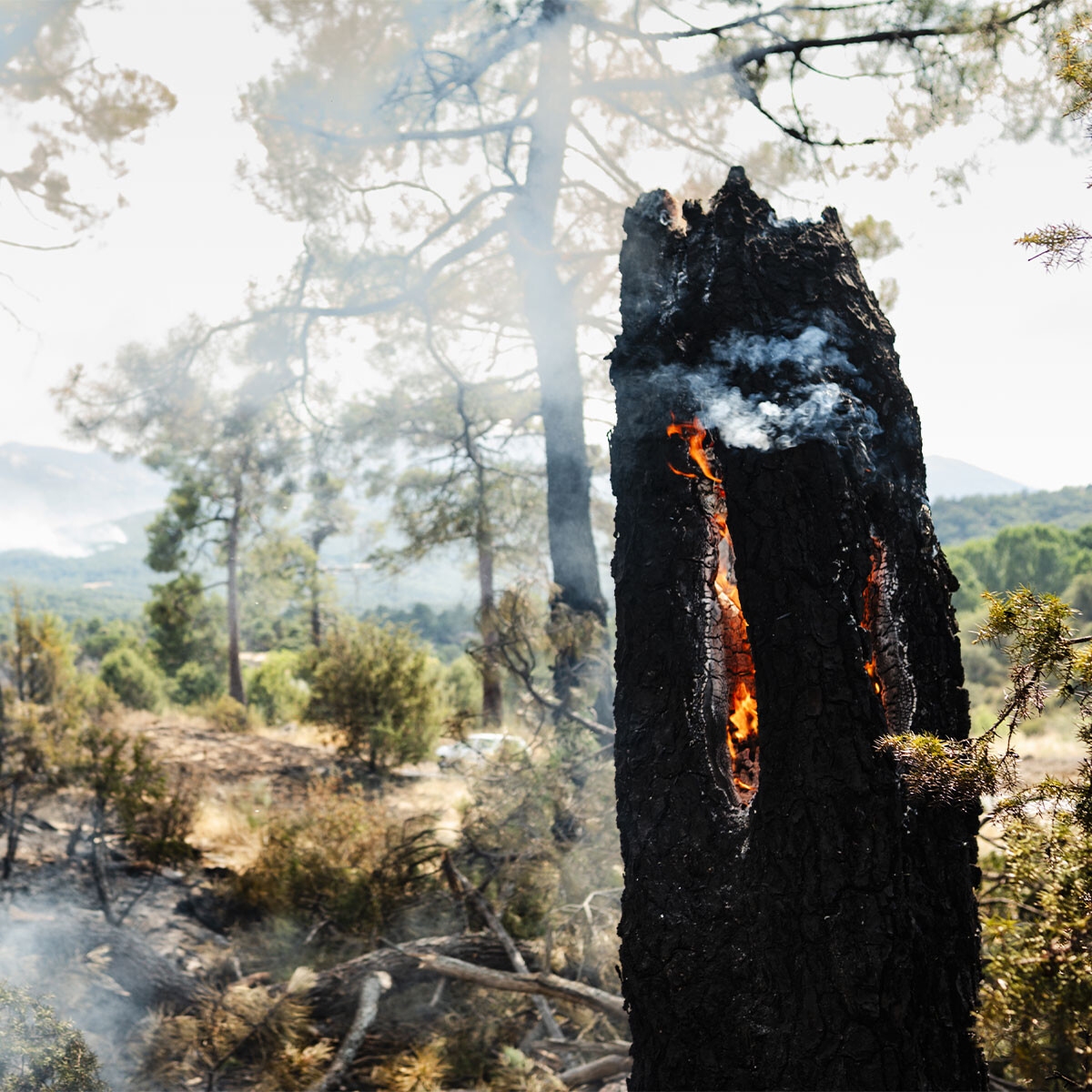 Foto de ¡A desmochar fresnos! Por qué el mayor incendio de la historia&nbsp; de Madrid empezó con un monte sin pastar