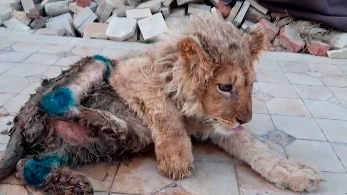 Rescatan a Simba, un león al que partieron las patas para fotografiarse con turistas