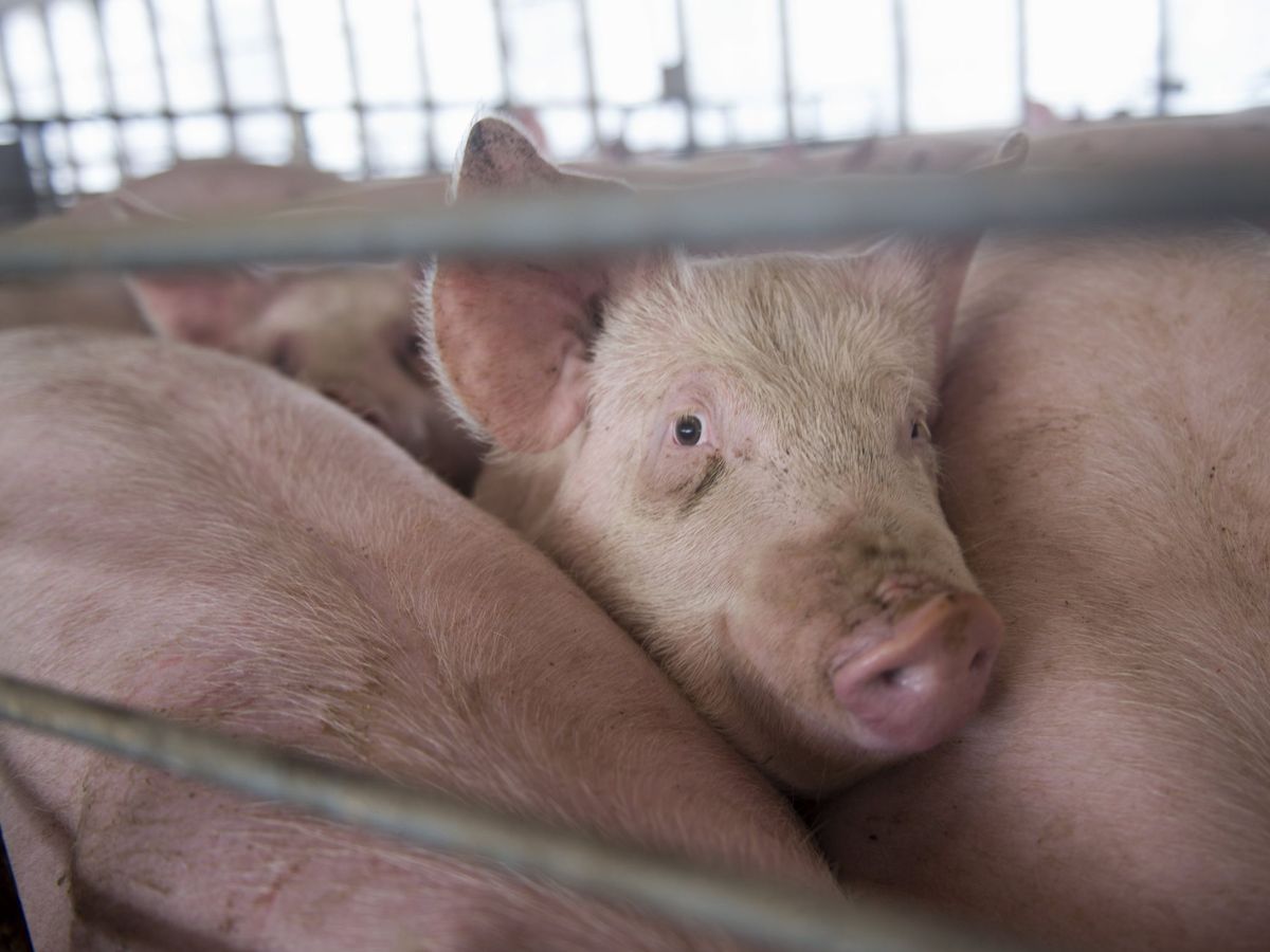 Foto: Cerdos en edad de sacrificio en una granja de Iowa. (Efe)