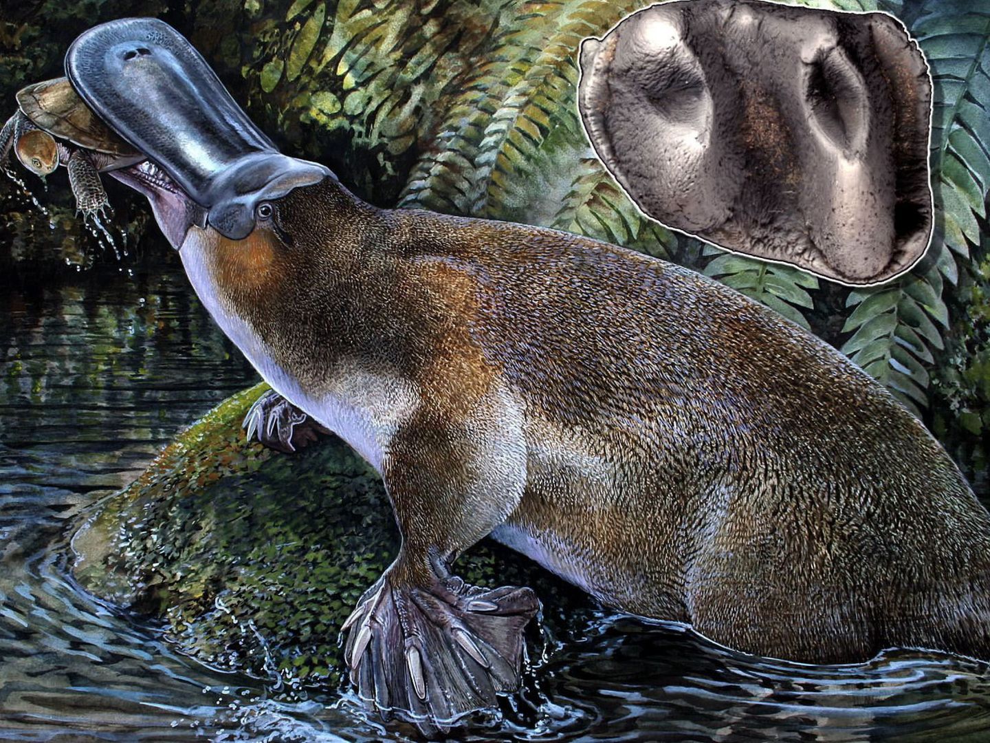 El ornitorrinco perdió sus dientes hace millones de años