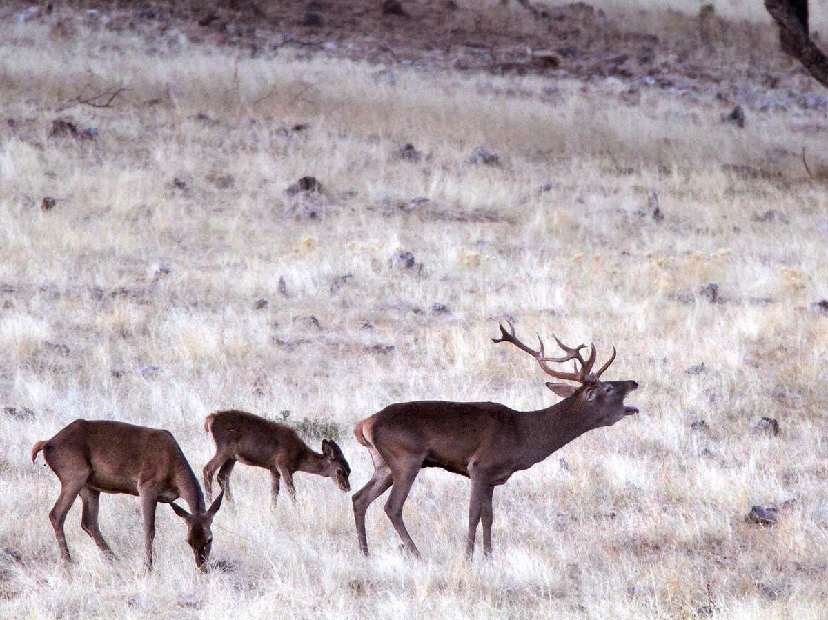 Foto: Un macho de ciervo berreando junto a dos crías. (Andoni Canela)