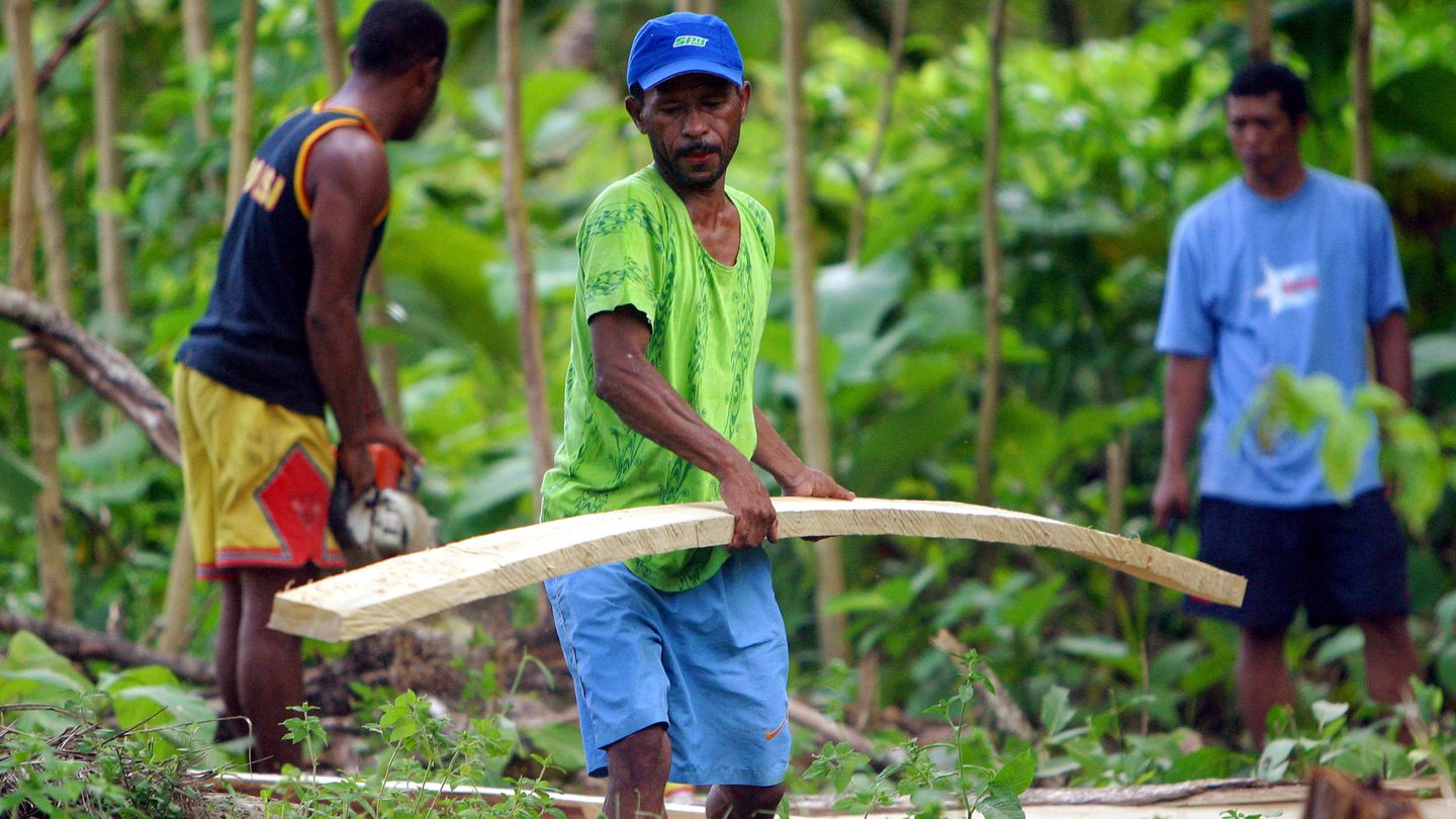 Trabajadores recogen madera de teca en el bosque de Sentani, en la provincia de Papúa. (Reuters) 