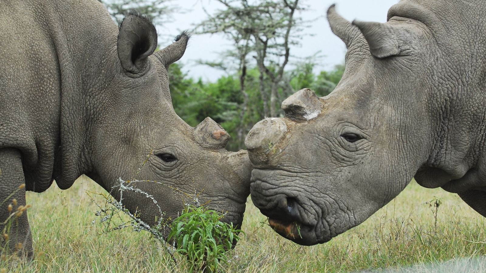 Foto: Najin y Fatu, las dos únicas hembras de rinoceronte blanco del mundo (EFE)