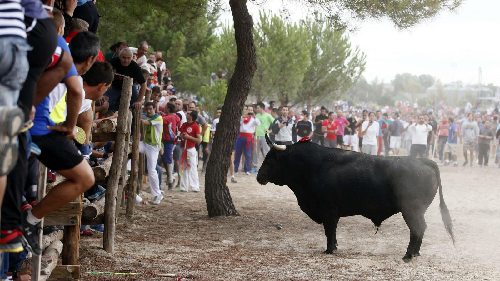 Foto: Imagen de archivo de la celebración del Toro de la Vega en Tordesillas. (EFE)