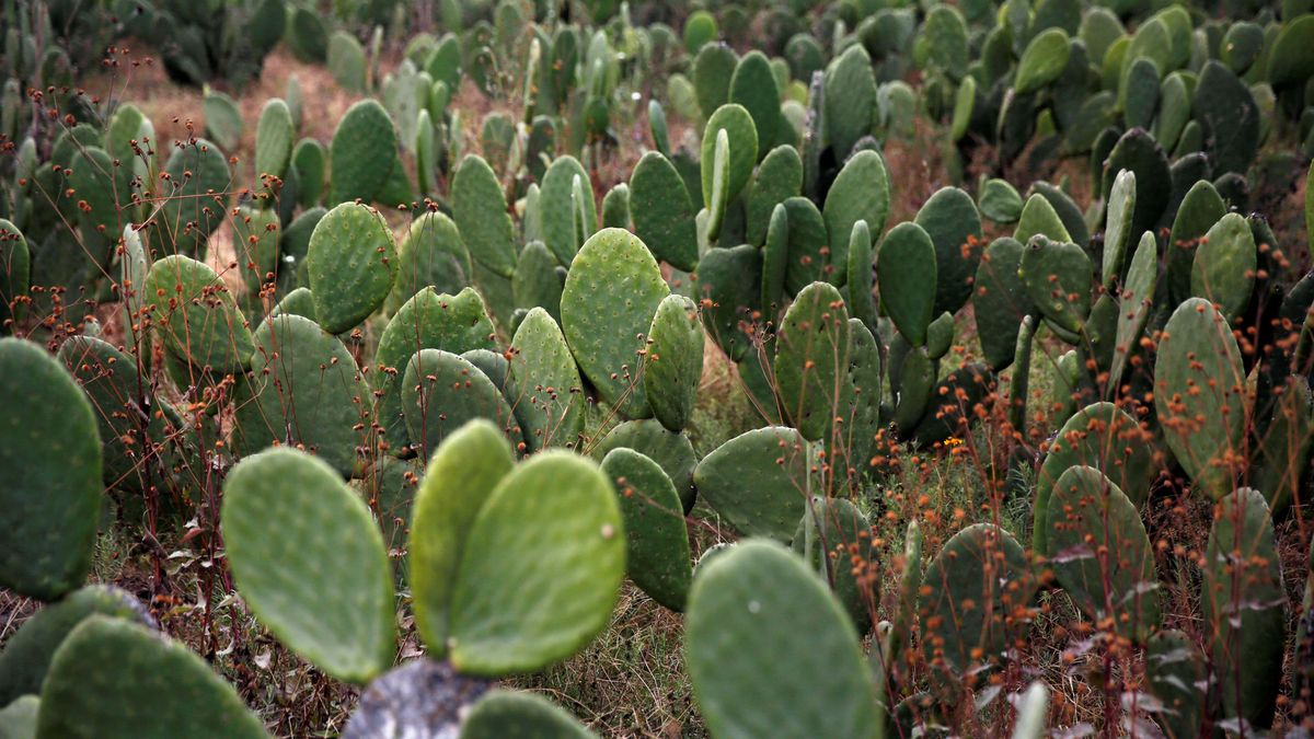 Una mujer, condenada en Nueva Zelanda por entrar con 1.000 cactus adheridos al cuerpo