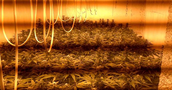 Foto: Plantación de marihuana descubierto en un operativo (Guardia Civil)