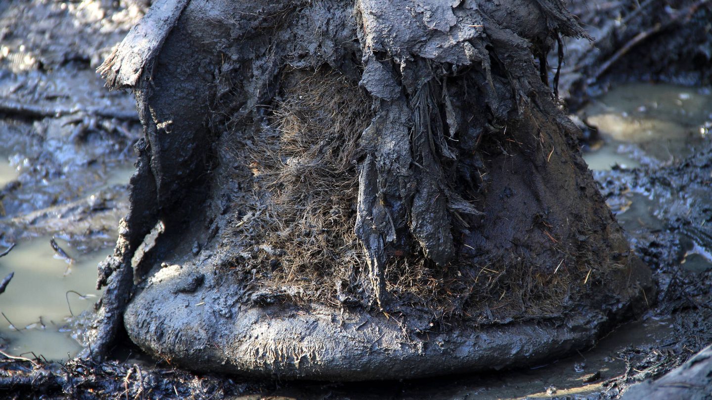 Pata del mamut encontrado en el permafrost siberiano. (Love Dalén, Stockholm University)