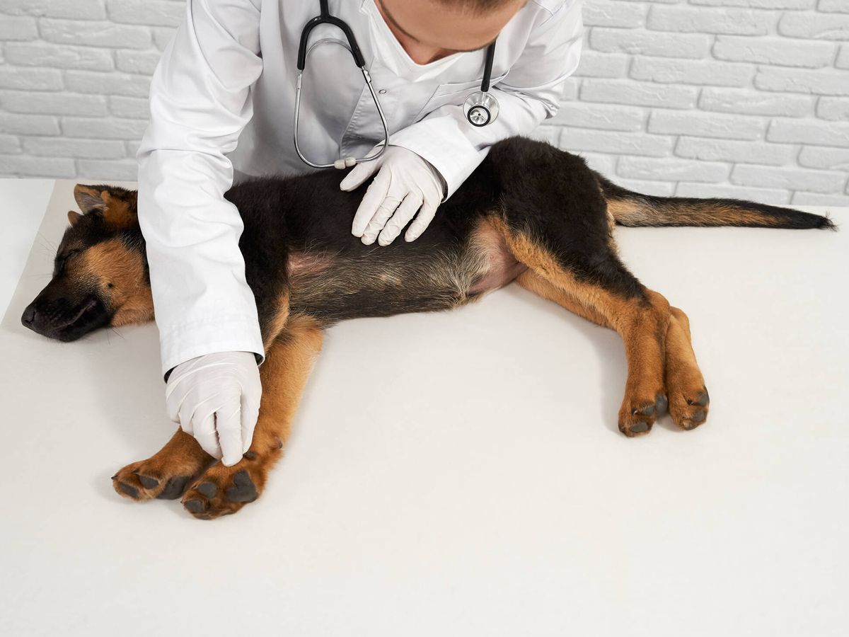 Foto: Los veterinarios nos ayudarán a descubrir qué pasa a nuestra mascota (Serhii_bobyk para Freepik)
