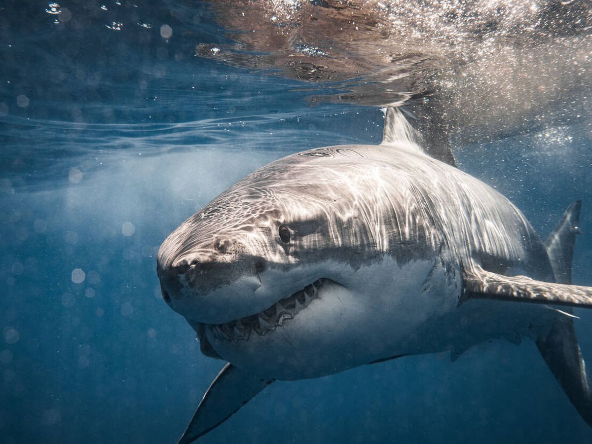 Foto: Un tiburón (iStock)