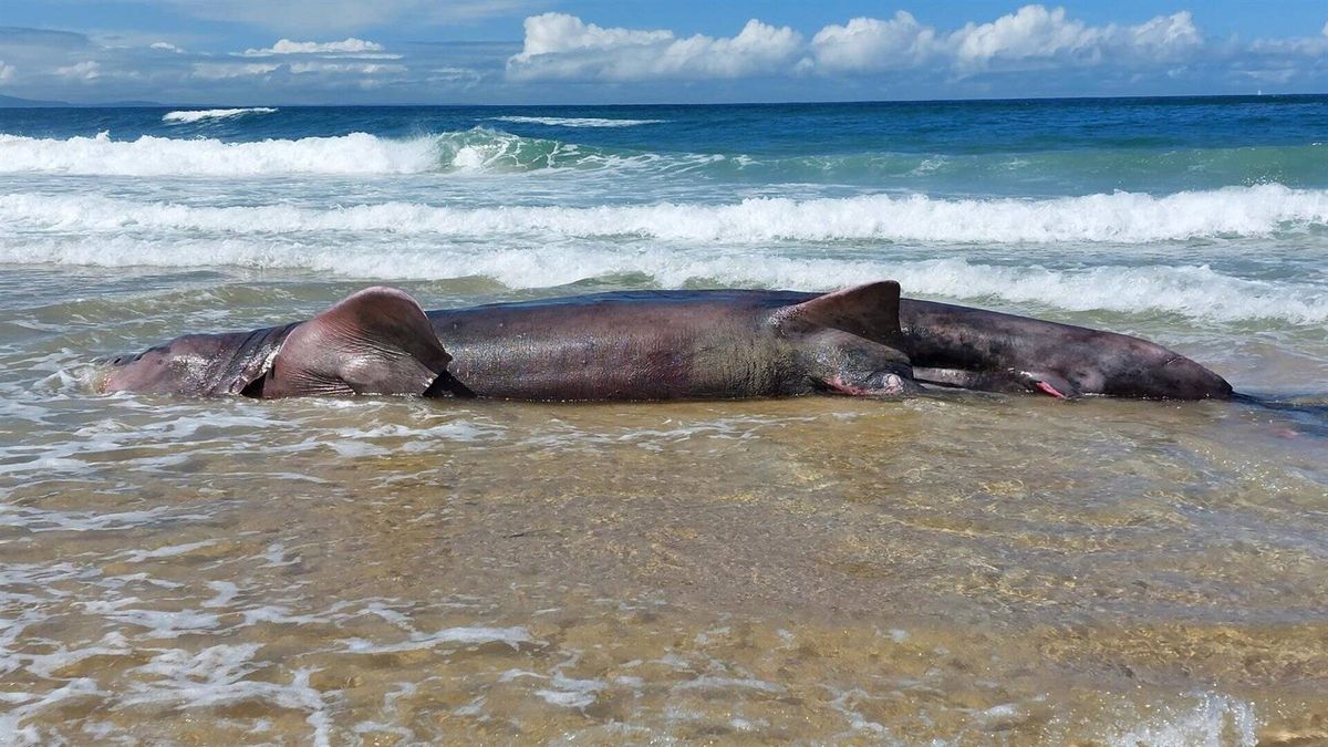Una cría de tiburón peregrino de 10 metros aparece varada en una playa de Ferrol, Galicia
