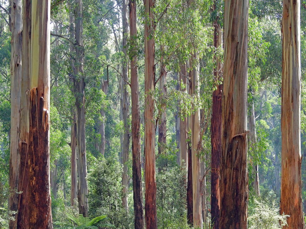 Foto: Un bosque de eucalipto. (Unsplash)