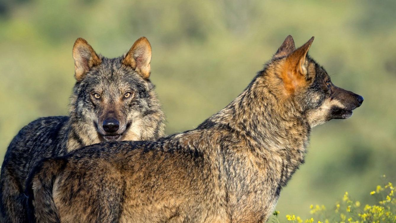 Foto: La conservación del lobo ibérico exige un gran pacto nacional que estamos muy lejos de alcanzar (EFE/Juan Aragonés)