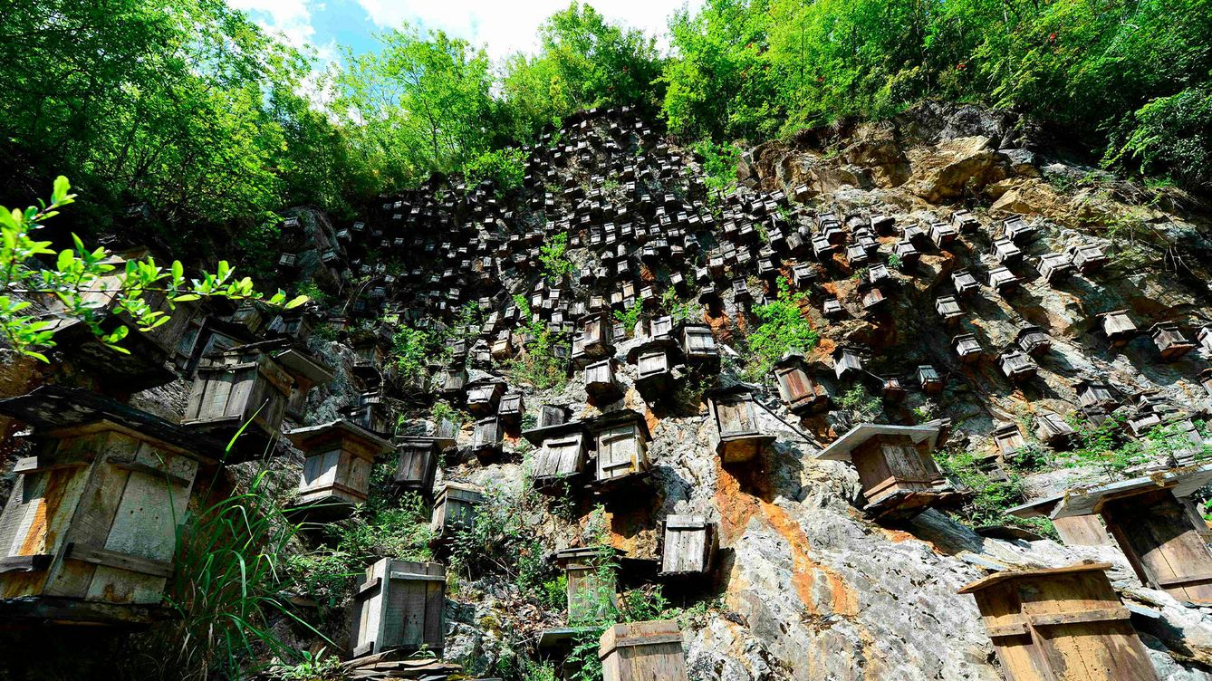 Foto: El "muro de las colmenas", en la Reserva Natural de Shennongjia. (Getty)
