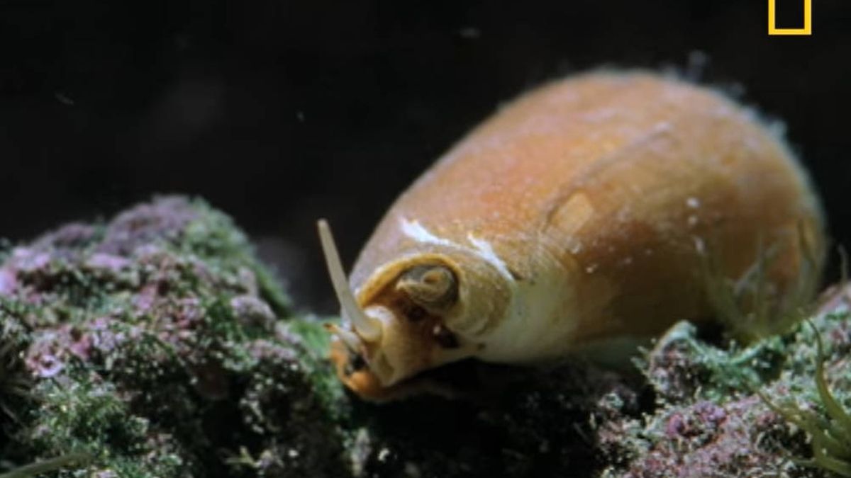 Encuentra una de las criaturas marinas más venenosas del mundo en su pecera