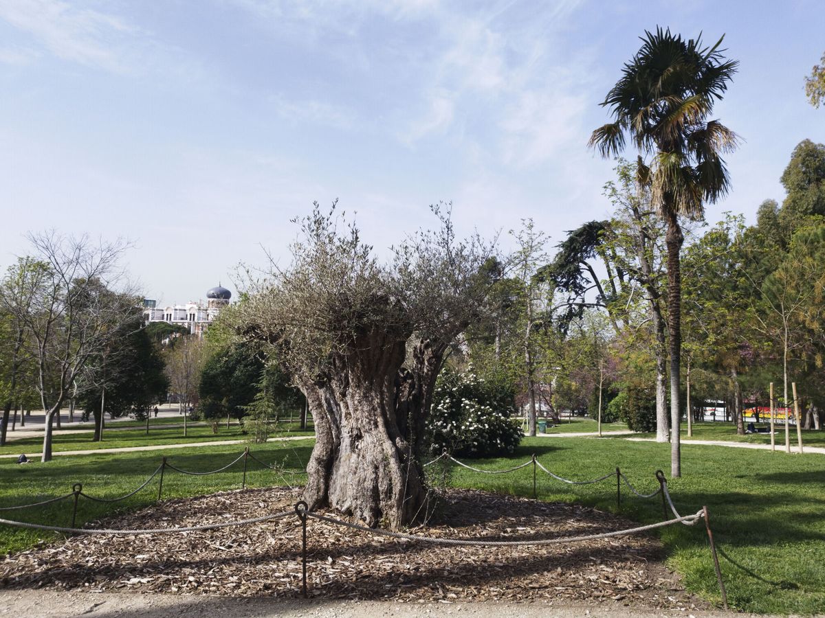 Foto: Un olivo centenario del Parque del Retiro. (EFE/Pepi Cardenete)