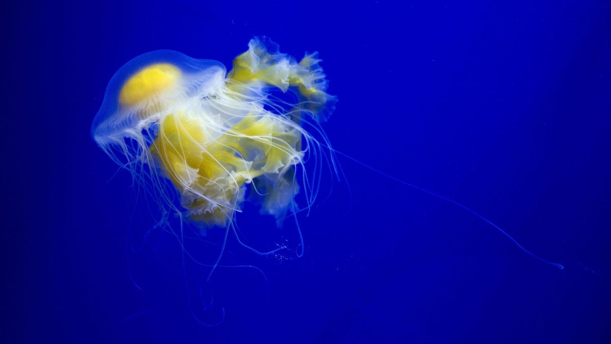 El Mar Menor se llena de la medusa 'huevo frito': riesgos y qué hacer si te pica 