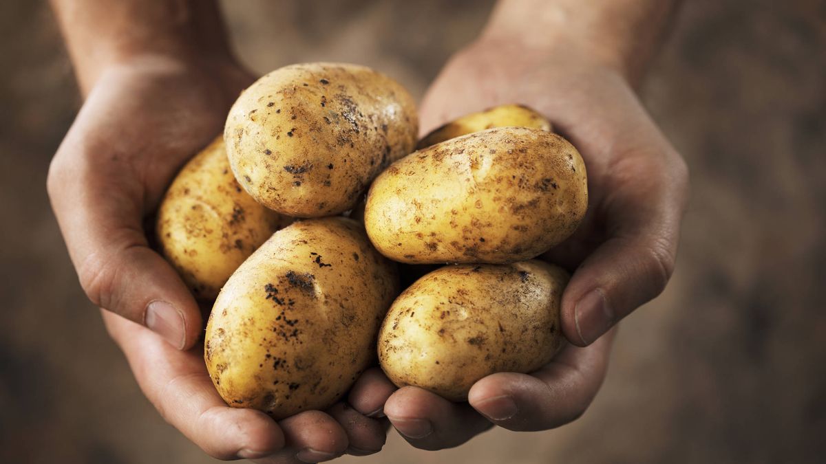 Una experta explica lo que deberías saber si tus patatas se ponen verdes