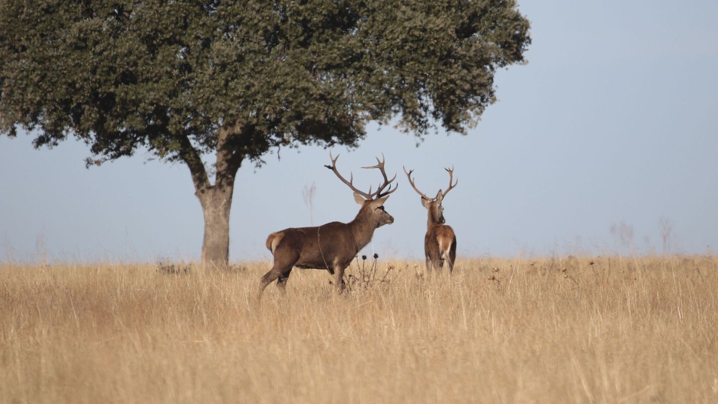 Vista de dos ciervos en el Parque Nacional de Cabañeros. (EFE)