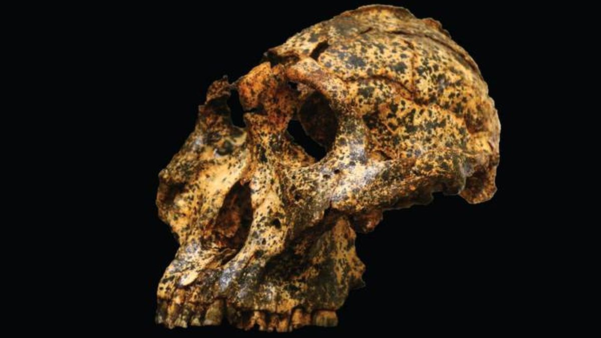 Un cráneo de más de dos millones de años y la microevolución de los humanos
