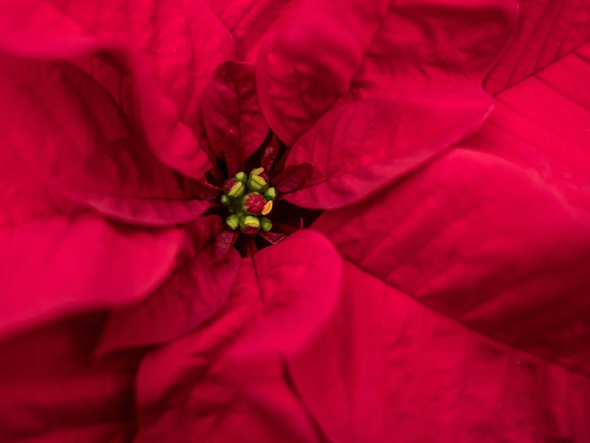 Foto: Cómo cuidar una flor de Pascua para que no muera en plena Navidad (EFE/Martin Divisek)