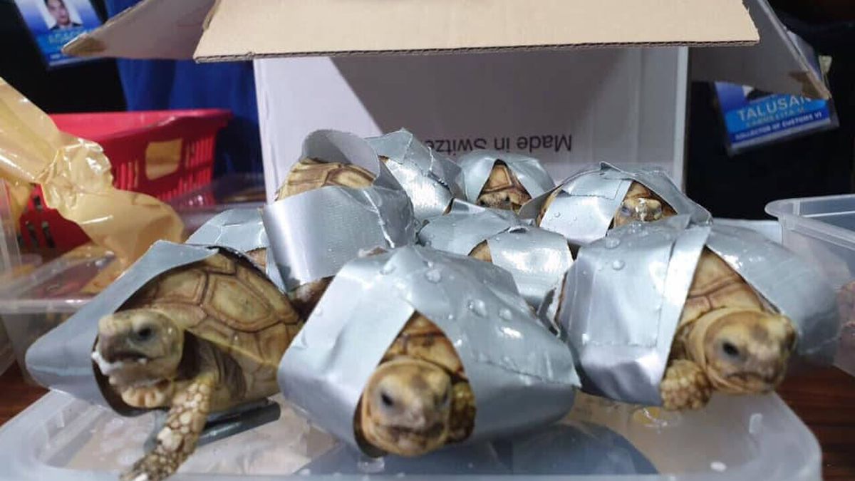 La policía encuentra 1.500 tortugas en varias maletas abandonadas en un aeropuerto