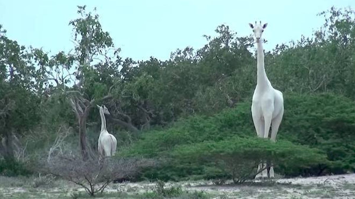 Graban por primera vez unas extrañas jirafas blancas en un parque de Kenia 