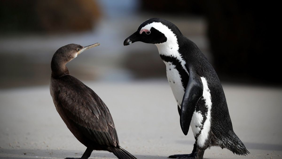 Dos pingüinos vuelven a un restaurante de sushi del que les sacó la policía
