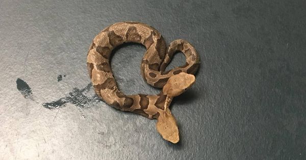 Foto: La serpiente de dos cabezas pertenece a la especie 'cabeza de cobre' (Foto: Wildlife Center Virginia)