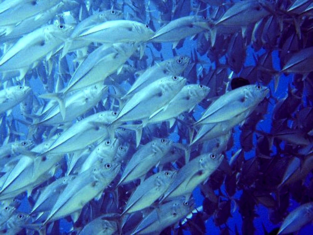 Foto: Cardúmen de peces en el océano Pacífico (EFE/P.Ceballos)
