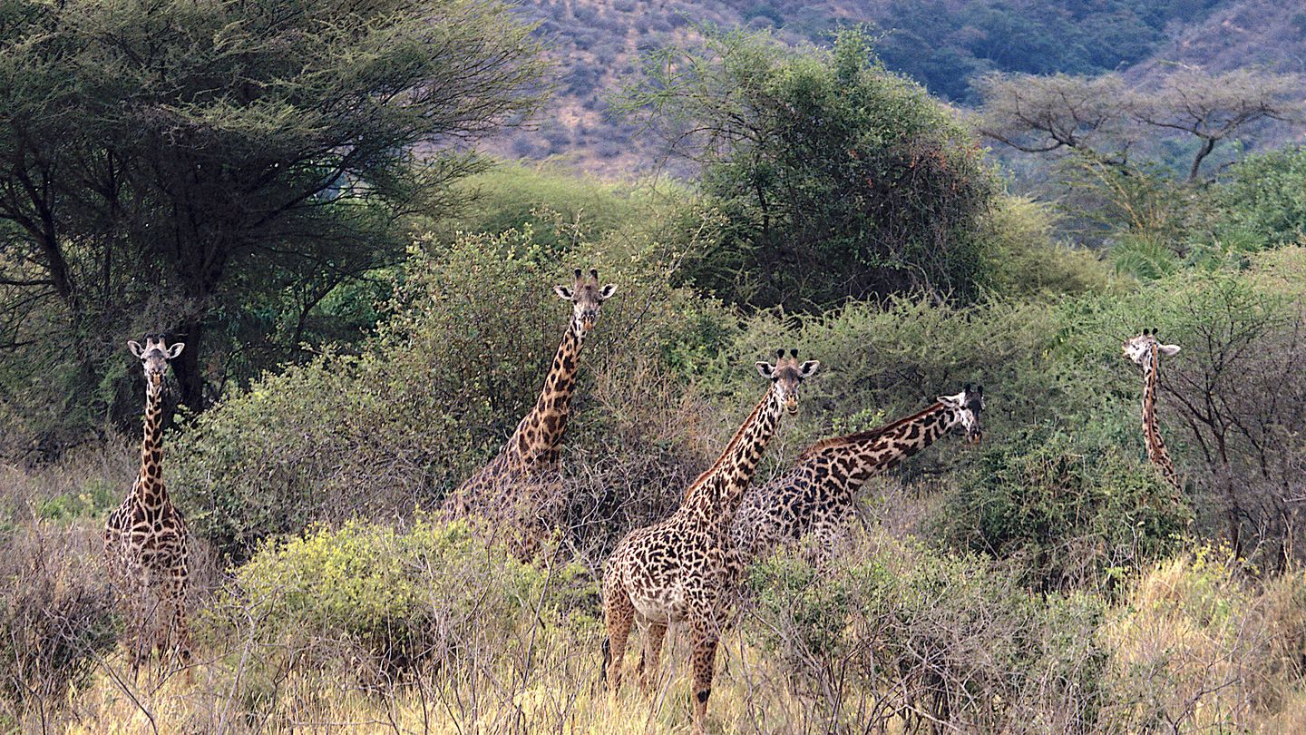 Una familia de jirafas. (Andoni Canela)
