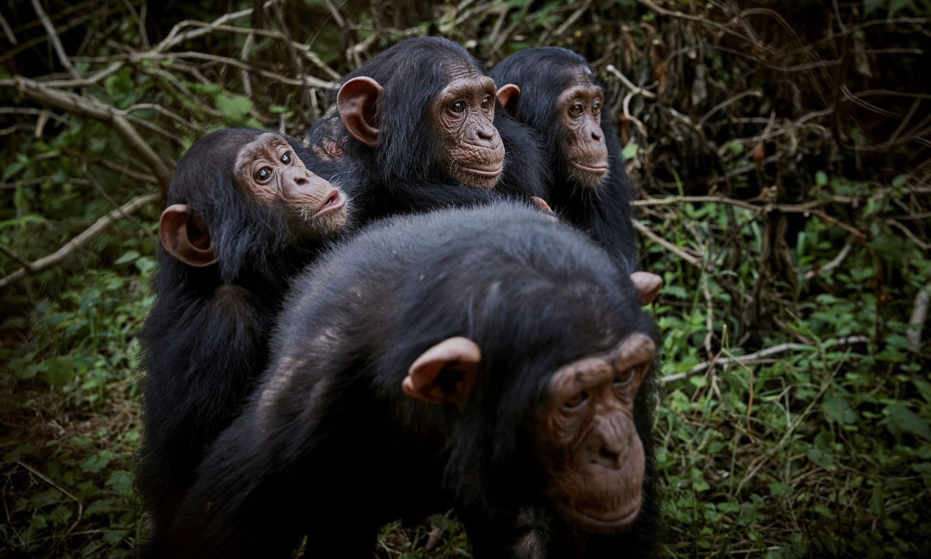 Chimpancés en la frontera entre Camerún y el Congo. (EFE)
