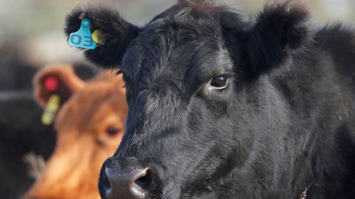 Cómo las vacas pueden pasar de destruir el medioambiente a salvarlo