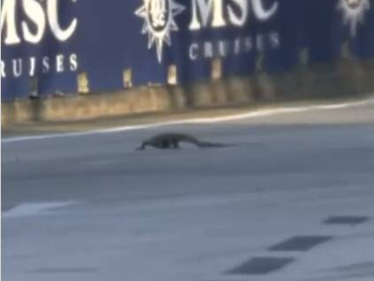 Foto: Fernando Alonso atropella a un lagarto que se había colado en la pista. (Instagram)