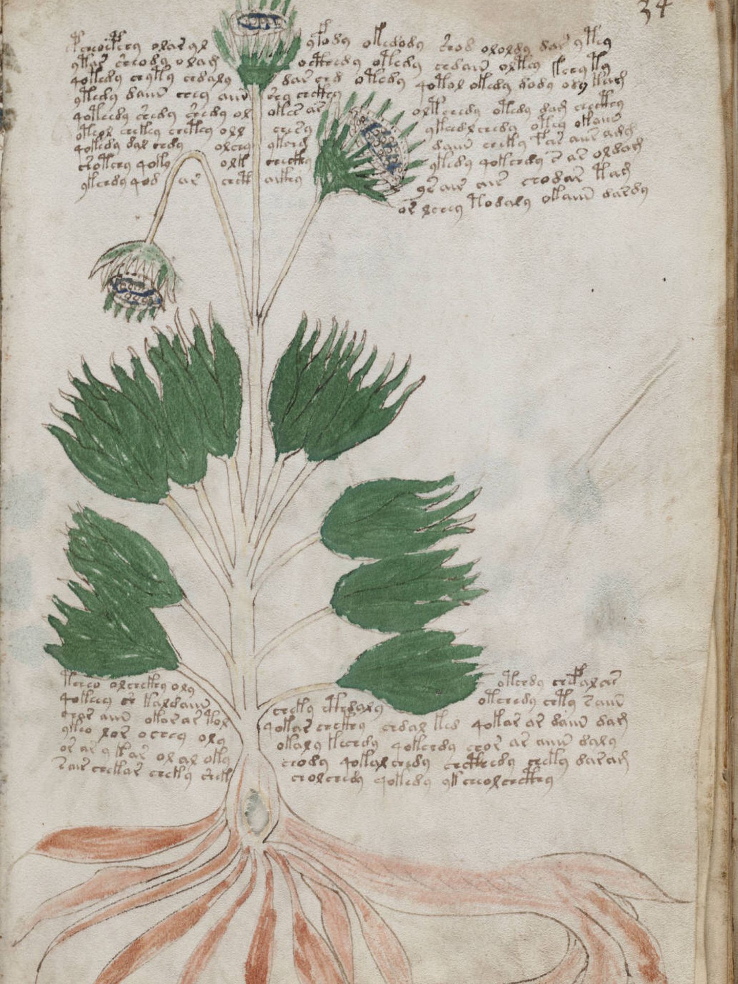 Una de las páginas de la sección herbal.