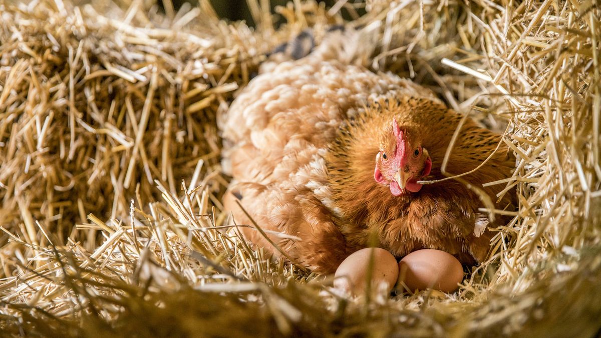 Si eres feminista no puedes ni debes comer huevos (al menos, según PETA)