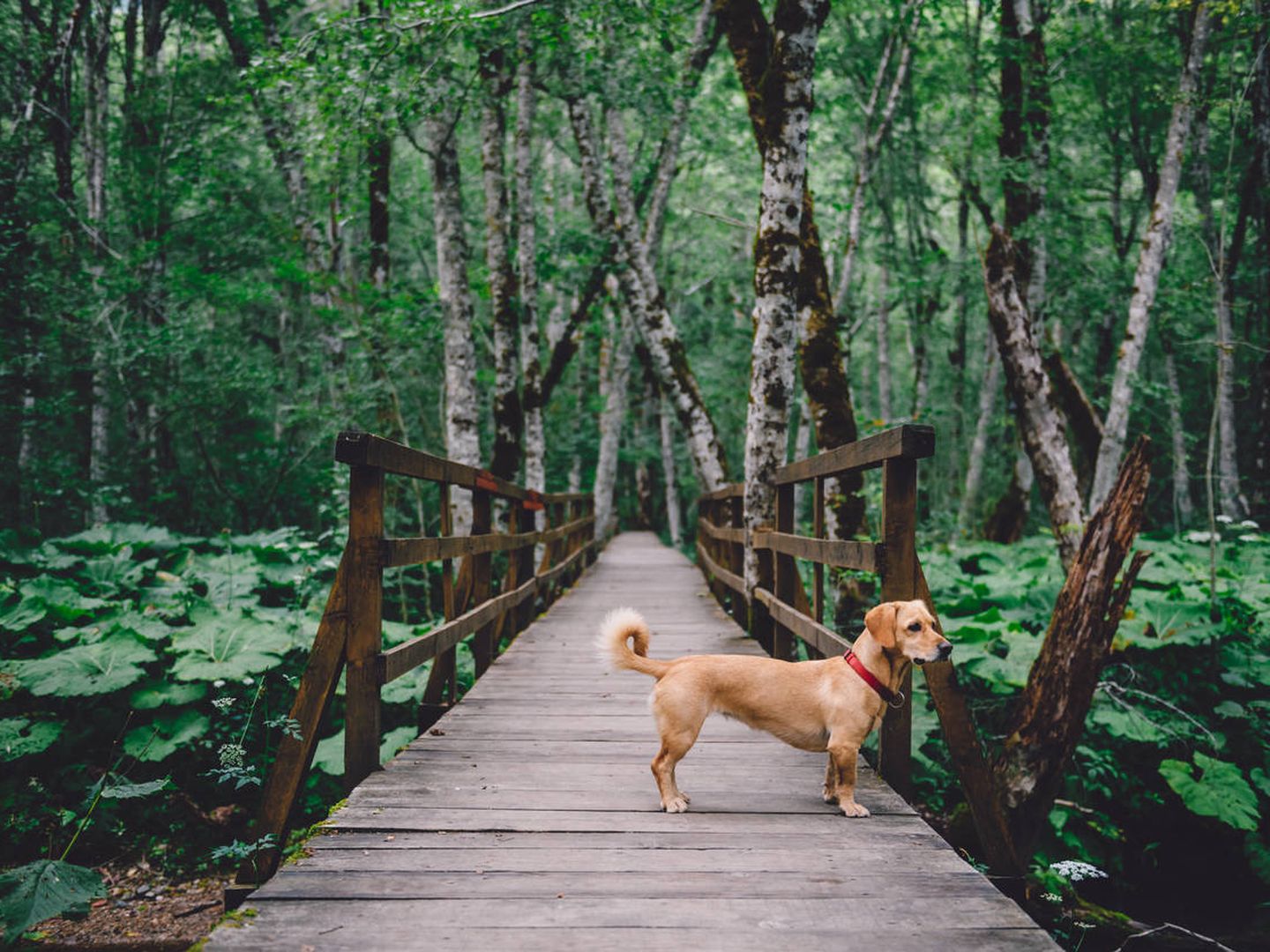 se permiten perros en los puentes naturales