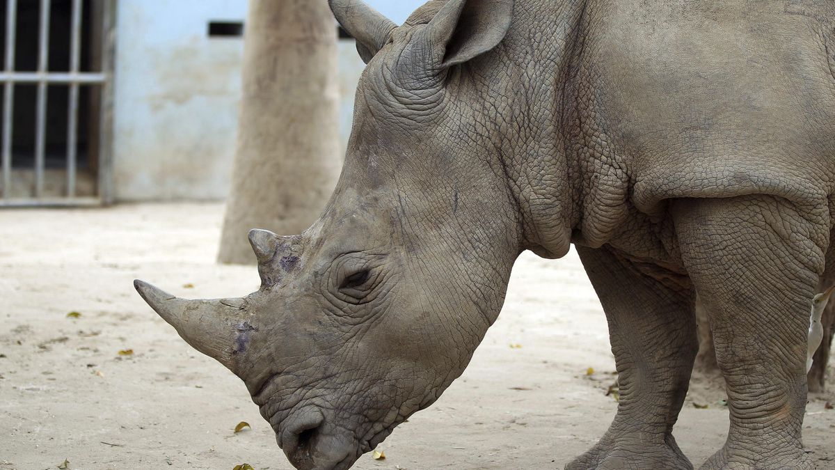 Cuernos falsos, la peculiar iniciativa para salvar de la extinción al rinoceronte