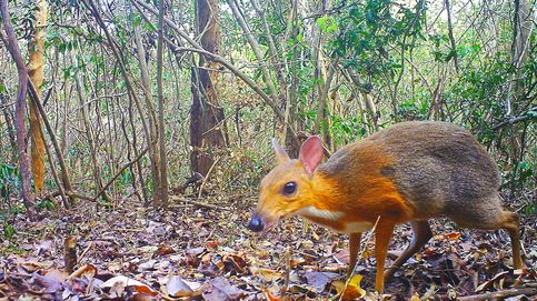 Primer 'ciervo ratón' vietnamita en 30 años: reaparece un animal que se creía extinguido