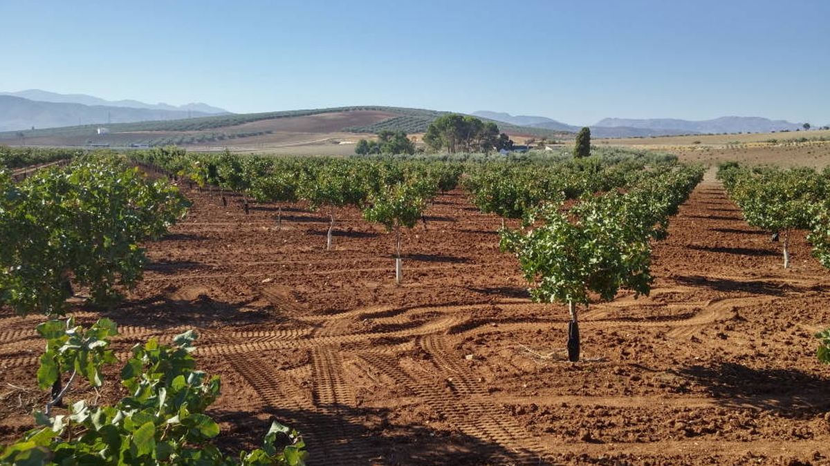 El 'boom' del pistacho: un "oasis en el desierto" que promete salvar la España vacía
