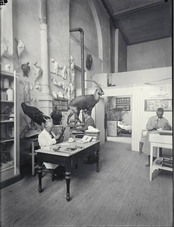  Trabajos en el laboratorio de taxidermia.  De izquierda a derecha: José María Benedito, Luis Benedito y Conrado Chaves. (Archivo del MNCN)